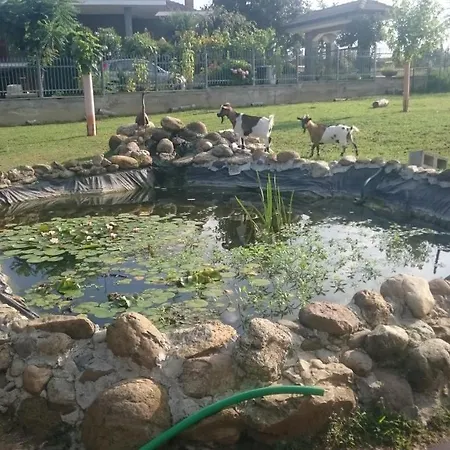 Ciliegissima Pecetto