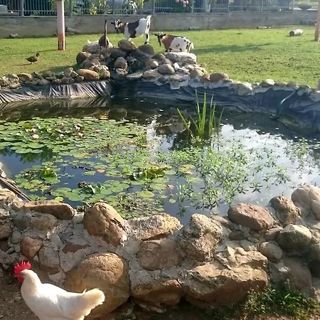 Ciliegissima Pecetto