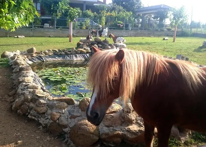 Ciliegissima Pecetto